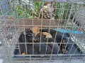 продавам мини пинчери , снимка 4