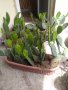 Саксии с незамръзващ кактус  , снимка 12