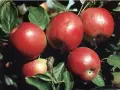 Ябълки и тикви Айдаред, снимка 1