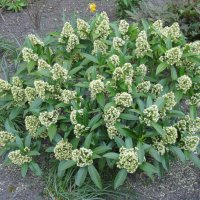 Скимия-Японски люляк, снимка 7 - Градински цветя и растения - 39929270