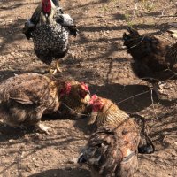 Катунски кокошки (Невероятни), снимка 4 - Кокошки и пуйки - 41768973
