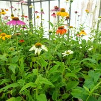 Ехинацея, студоустойчива, различни цветове, снимка 5 - Градински цветя и растения - 41461890