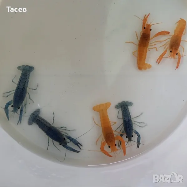 Раци 6см, снимка 1