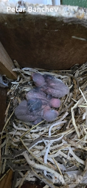 неразделки корели скумруци , снимка 1