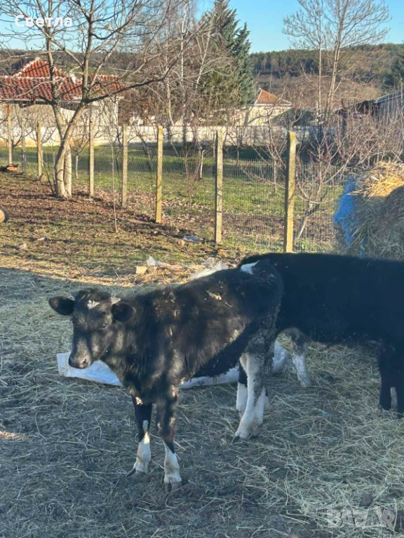Свободни телета. 7лв за кг. Живо тегло, снимка 1
