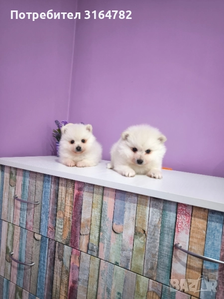 Померан Померани, снимка 1