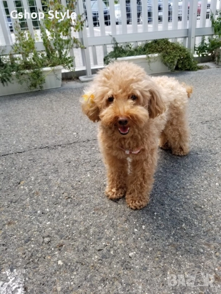 Той- пудел , снимка 1