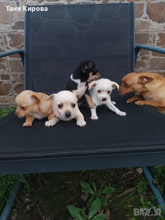 Малки пинчерчета, снимка 1