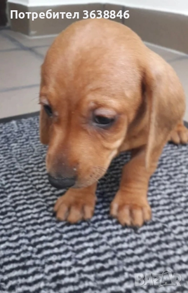 Мини дакел, снимка 1