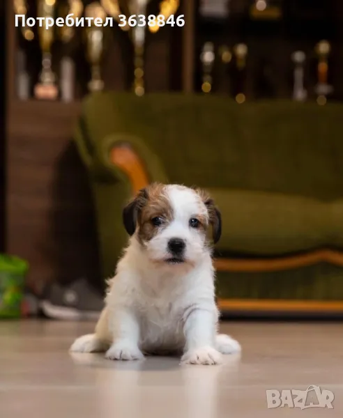 Джак ръсел твърдокосмест., снимка 1