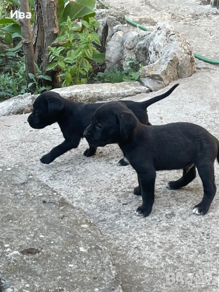 Лабракорсо - лабрадор + кане корсо кученца, снимка 1