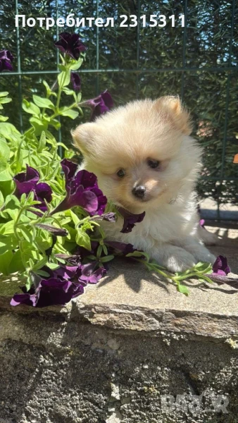 Померански мини шпиц, снимка 1