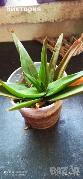 Алое със сочни листа., снимка 1