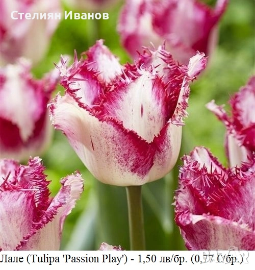 Лале (Tulipa 'Passion Play') – луковици, снимка 1