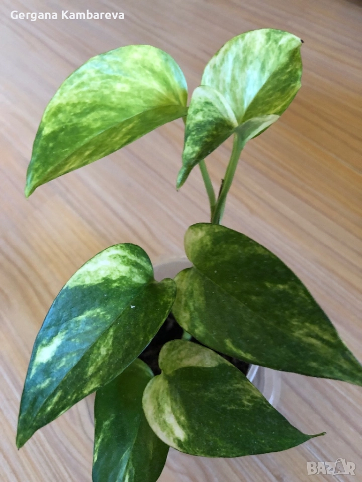 Epipremnum Hicolor , снимка 1