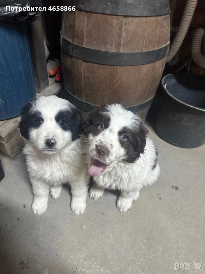 Каракачанка мъжко / женско, снимка 1