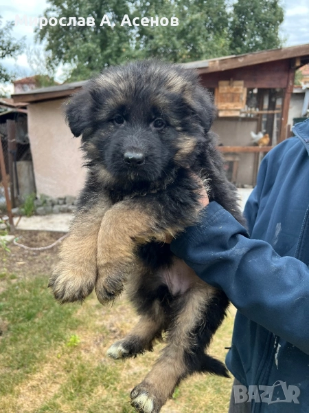 Немски Овчарки , снимка 1