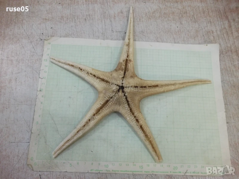 Звезда морска - 7, снимка 1