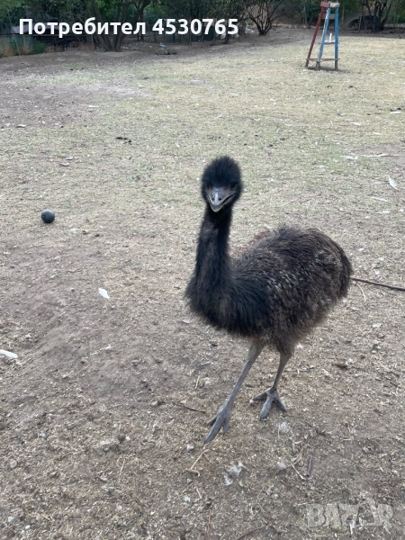 6 месечни Ему, снимка 1