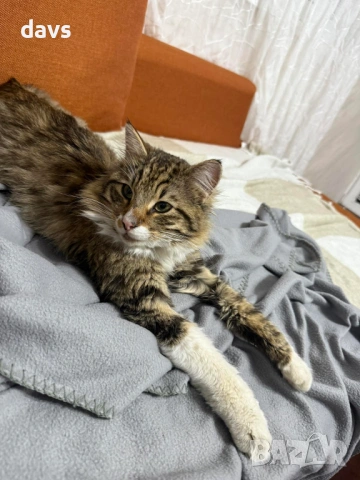 Рунтав Красавец търси дом / може и временен, снимка 17 - Други - 53488361