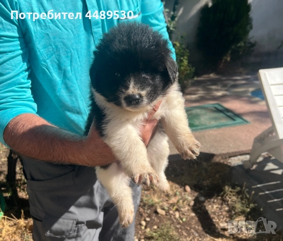 Сертифициран Развъдник продава българско овчарско куче / каракачанка, снимка 10 - Каракачанска овчарка - 50499590