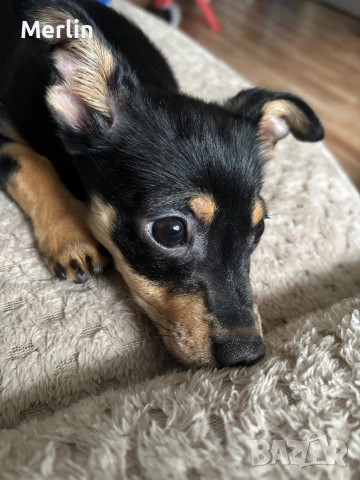 Продавам мъжко пинчер на 4 месеца, снимка 3 - Акита - 53580284