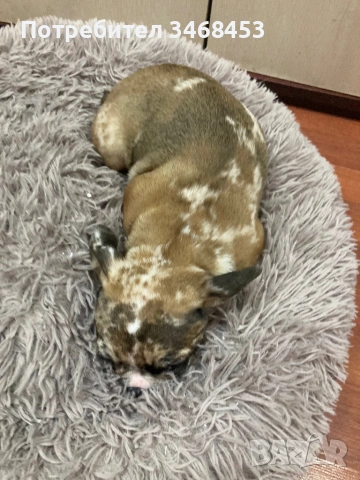 Френски булдог мъжко, снимка 2 - Френски булдог - 53784960