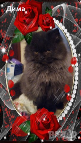 Ваксинирани персийски дългокосместа многоцветни котки с ЕС паспорти,микрочипирани!, снимка 2 - Чинчили - 42172746