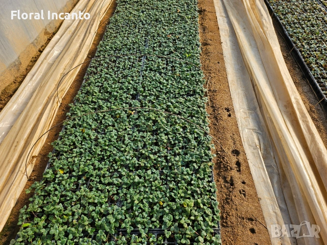 🍓Многогодишни ягоди Селва🍓, снимка 3 - Разсади - 53123249