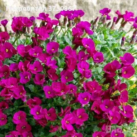 💞🍀🌸 Аубриета / Aubrieta, снимка 8 - Градински цветя и растения - 53641063