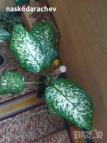 Дифенбахия стайно цвете , снимка 3 - Стайни растения - 48091588