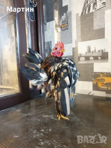 Пиленца , яйца и готови семейства - Малай Серама ВАРНА, снимка 2 - Кокошки и пуйки - 46900812