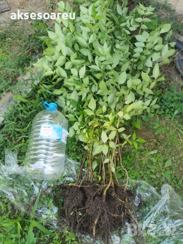 Нова здрава Еводия над метър Фиданки от медоносното дърво на пчеларя разсад високи дръвчета , снимка 3 - Разсади - 51647548