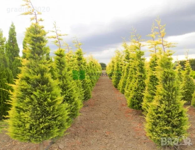 Кипарис Лейланди „Gold Rider“ (Златен ездач) Cupressocyparis leylandii ‘Gold Rider’, снимка 7 - Разсади - 55955313
