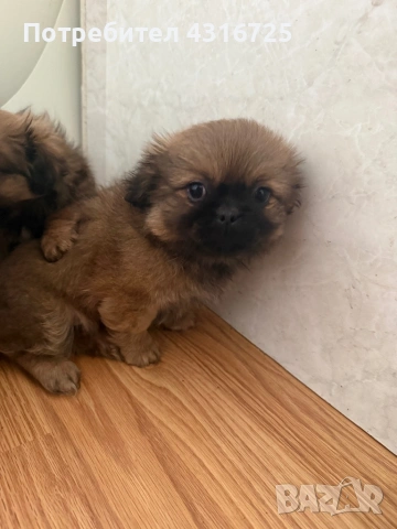 Чистокръвни пекинези, снимка 3 - Пекинез - 53338518