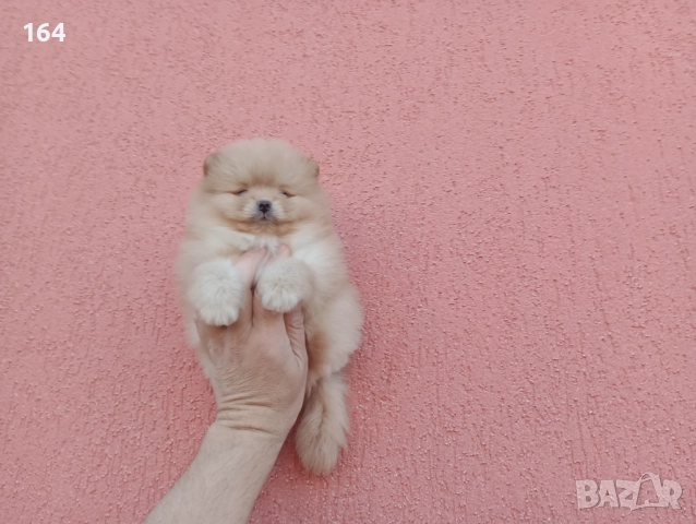 Мъжки Померан. Реални снимки!, снимка 2 - Померан - 52665520