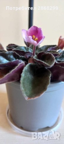 Сенполия, снимка 3 - Други стоки за дома - 41449269