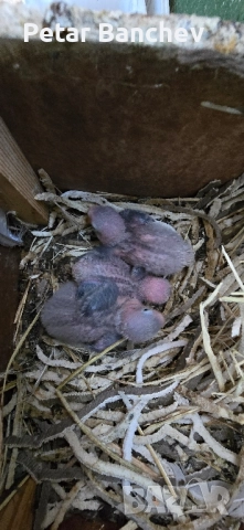 неразделки корели скумруци 