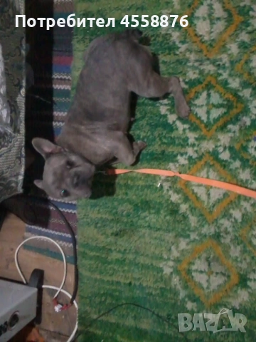 продавам френски булдог женски, снимка 7 - Френски булдог - 53394769