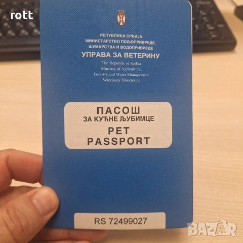 Дакел, снимка 3 - Дакели - 53457016