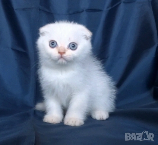 Клепоухи късокосмести котета, снимка 11 - Британска късокосместа - 43400066