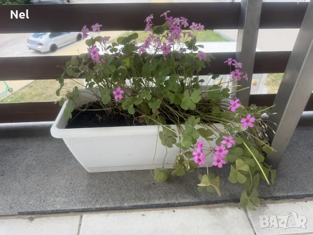 Цветя различни видове 3€-9€
