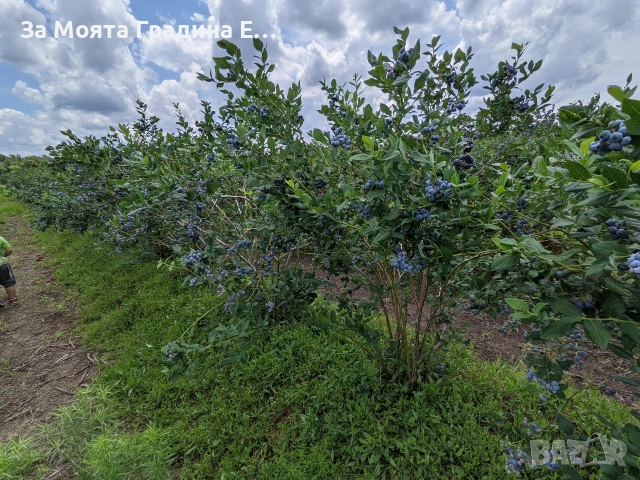 Боровинки няколко сорта , снимка 4 - Градински цветя и растения - 53744175