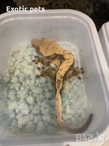 Ресничест гекон, бананояден гекон, Rhacodactylus ciliatus, , снимка 3 - Гекон - 52913787