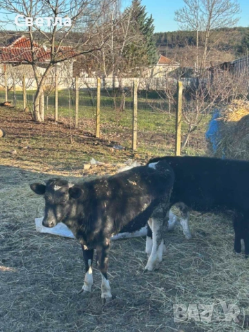 Свободни телета. 7лв за кг. Живо тегло