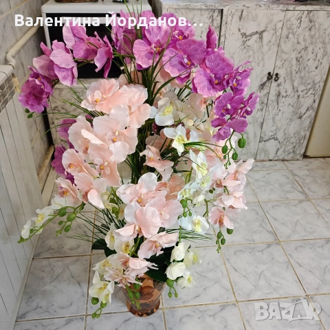 огромна орхидея в керамична ваза с 22 цветоноса