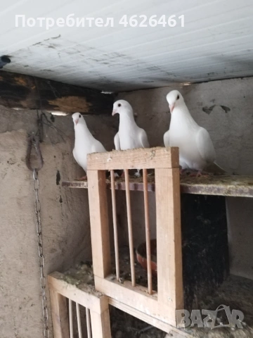 Пощенски, снимка 6 - Гълъби - 53399498