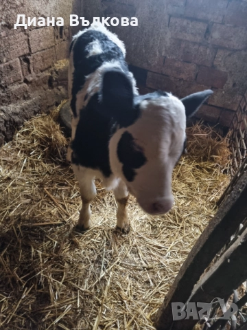 Женско теле 