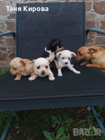 Малки пинчерчета