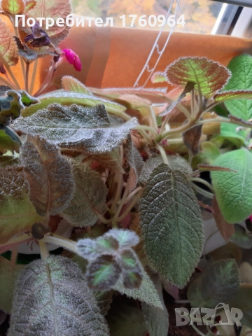 Червена Еписция,, снимка 7 - Стайни растения - 28274406